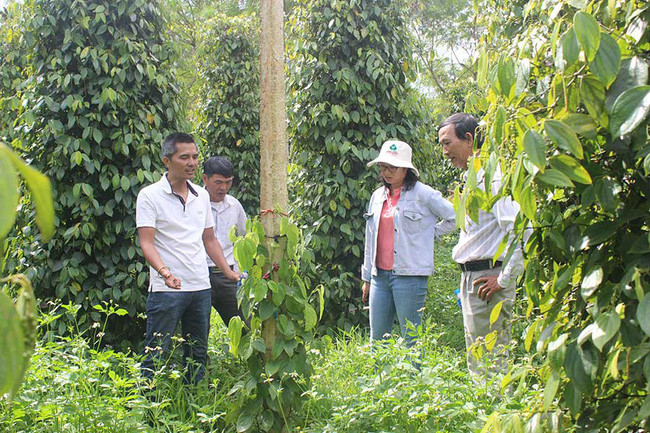 Ông Nguyễn Tấn Công (trái) giới thiệu kinh nghiệm sản xuất hồ tiêu hữu cơ tại vườn ở xã Nam Yang (huyện Đăk Đoa, Gia Lai). Ảnh: N.D