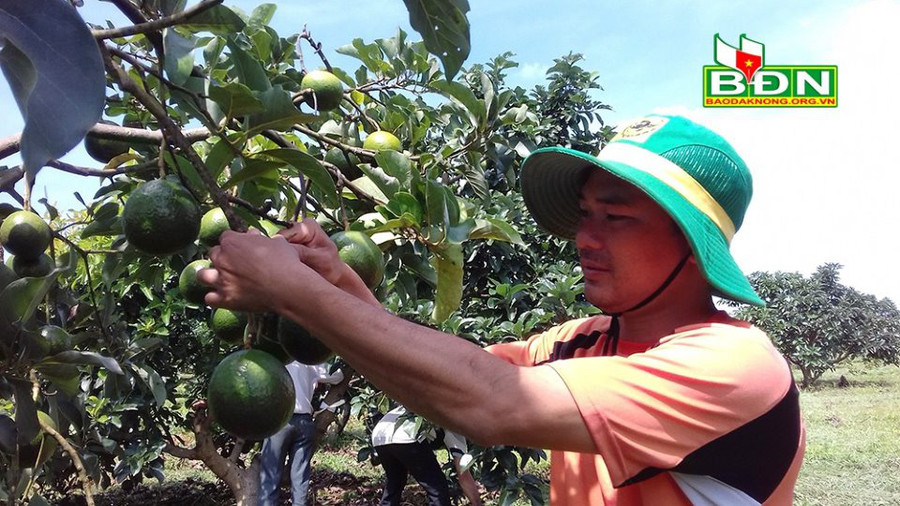 Anh Phạm Vĩnh San, xã Đắk Sắk (huyện Đắk Mil, tỉnh Đắk Nông) tìm cách neo quả bơ booth chờ giá bơ lên.