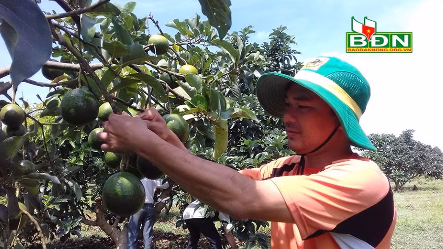 Anh Phạm Vĩnh San, xã Đắk Sắk (huyện Đắk Mil, tỉnh Đắk Nông) tìm cách neo quả bơ booth chờ giá bơ lên.