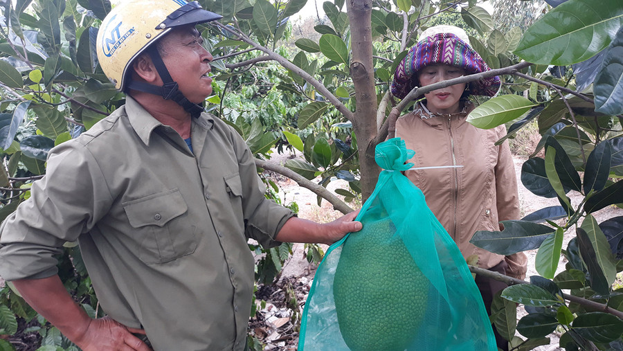 Mô hình trồng đa canh đã đem lại hiệu quả kinh tế cao cho gia đình ông Đăng Văn Kích. Ảnh: Hà Phương