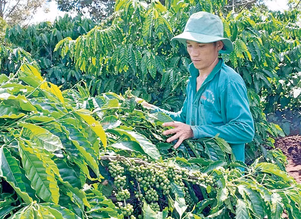 Thời kỳ 2021-2030, tỉnh tiếp tục chú trọng phát triển nông nghiệp theo hướng sản xuất sản phẩm hữu cơ. Ảnh: Hà Duy 