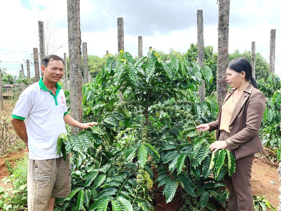 Nhờ trồng cà phê theo tiêu chuẩn 4C, vườn cà phê của ông Nguyễn Bá Long cho năng suất 4 tấn nhân/ha. Ảnh: Hồng Thương Nhờ trồng cà phê theo tiêu chuẩn 4c, vườn cà phê của ông Long cho năng suất bền vững 4 tấn nhân 1ha. Ảnh: Hồng Thương