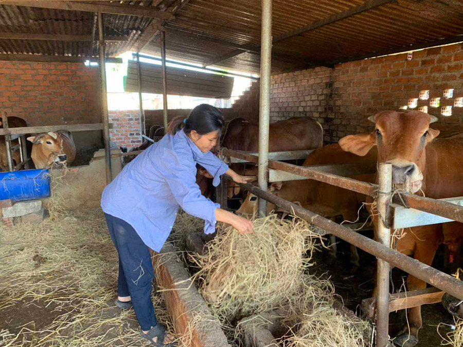 Sau dịch tả heo châu Phi, chị Trương Thị Hồng Phương (thôn Kế Tân, xã Ia Sol, huyện Phú Thiện) chuyển sang nuôi bò vỗ béo. Ảnh: Vũ Chi 