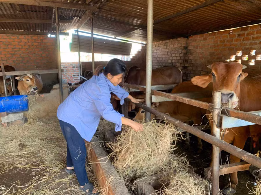 Sau dịch tả heo châu Phi, chị Trương Thị Hồng Phương (thôn Kế Tân, xã Ia Sol, huyện Phú Thiện) chuyển sang nuôi bò vỗ béo. Ảnh: Vũ Chi 