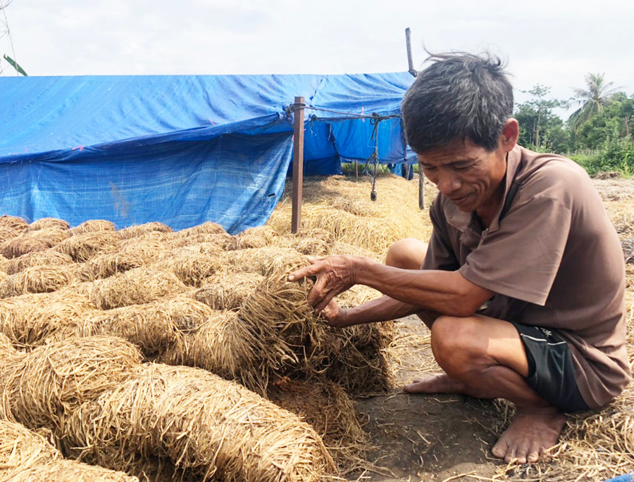 Ông Nguyễn Nhiệm (xã Ia Ma Rơn, huyện Ia Pa) kiểm tra các mô rơm mới cấy meo giống. Ảnh: Anh Huy Ông Nguyễn Nhiệm (xã Ia Ma Rơn, huyện Ia Pa) kiểm tra các mô rơm mới cấy meo giống. Ảnh: A.H
