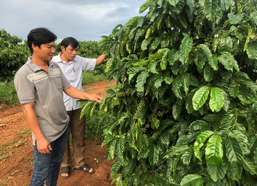Ông Nguyễn Công Thuần (bìa phải)-Bí thư Đảng ủy kiêm Chủ tịch UBND xã Chư Pơng (huyện Chư Sê) thăm mô hình cà phê sạch của anh Nguyễn Hữu Phước. Ảnh: Đ.Y