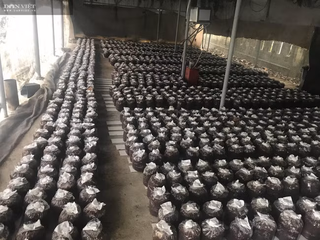 Trang trại của anh Nhi sản xuất gối đầu khoảng 30.000 bịch phôi nấm các loại, với sản phẩm chủ đạo là nấm bào ngư và nấm linh chi đỏ. Ngoài ra, anh còn nhận cung cấp hơn 100.000 bịch phôi giống cho các hộ gia đình trồng nấm trên địa bàn TP Đà Nẵng, Quảng Nam.