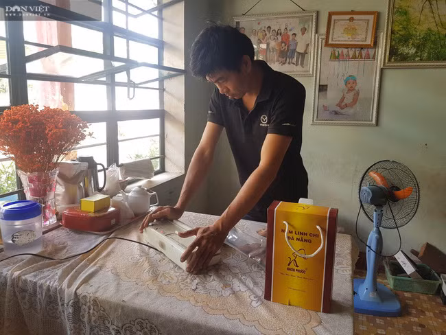 Anh Nhi đang dùng máy hút chân không, đóng hộp nấm linh chi. Loại nấm được xem là thần dược và đem lại giá trị kinh tế cao.