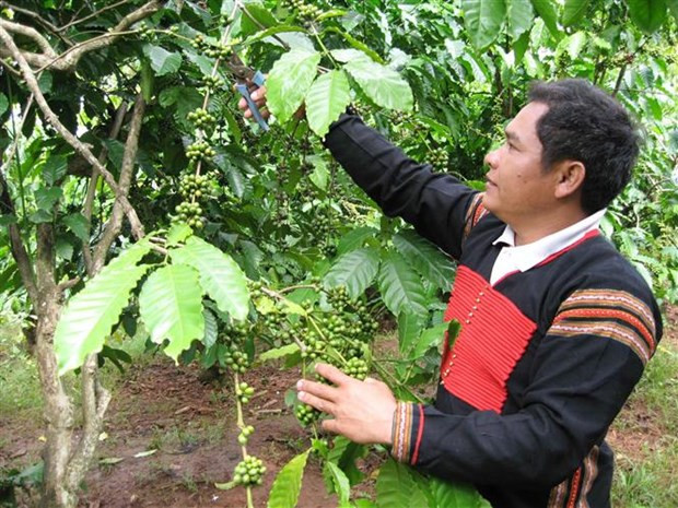 Nông dân huyện Krông Bông, Đắk Lắk, chăm sóc cây càphê. (Ảnh: TTXVN phát)