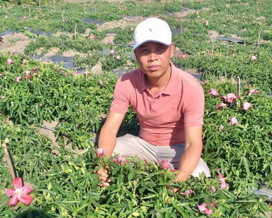 Ông Vũ Đức Sắp (làng Dư, xã Ia Hrú, huyện Chư Pưh) bên vườn dược liệu sâm Bố Chính. Ảnh: Lê Nam 