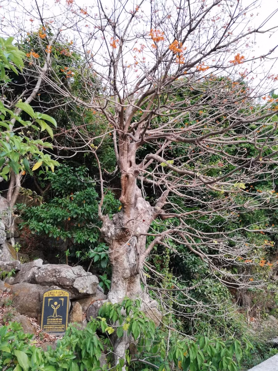 Ngô đồng đỏ được vinh danh là loài cây Di sản Việt Nam