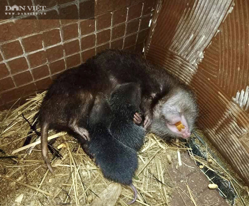 Dúi giống có giá từ 1-2,2 triệu đồng/cặp (từ 3-6 tháng), dúi thương phẩm xuất chuồng sau khoảng 8 tháng có giá 500.000 đồng/kg. Dúi giống có giá từ 1-2,2 triệu đồng/cặp (từ 3-6 tháng), dúi thương phẩm xuất chuồng sau khoảng 8 tháng có giá 500.000 đồng/kg.