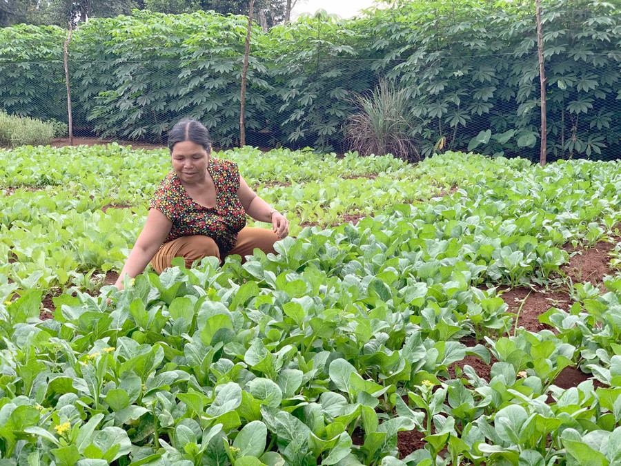 Vườn rau của gia đình chị H'Biu cho thu nhập mỗi tháng từ 3-4 triệu đồng. Ảnh: Phương Vi