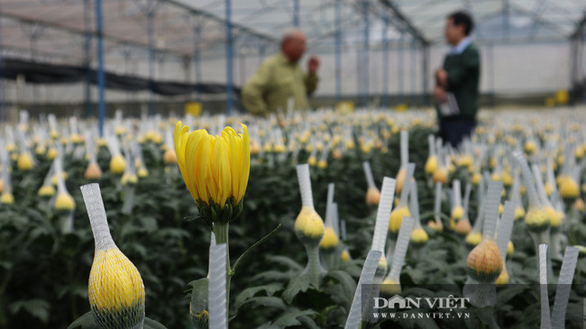 Ông Hòa luôn mong muốn làm sao để người dân trồng hoa cúc tăng được năng suất và chất lượng sản phẩm.