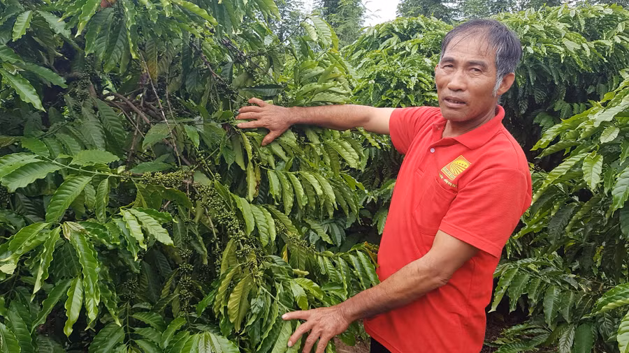 Ông Pha giới thiệu những cây cà phê tái canh của gia đình mình cho năng suất cao, ổn định.