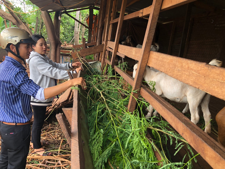  Chị Đỗ Thị Thanh Tuyền (thôn Tung Pai, xã Ia Dreng, huyện Chư Pưh) chăm sóc đàn dê của gia đình. Ảnh: L.N