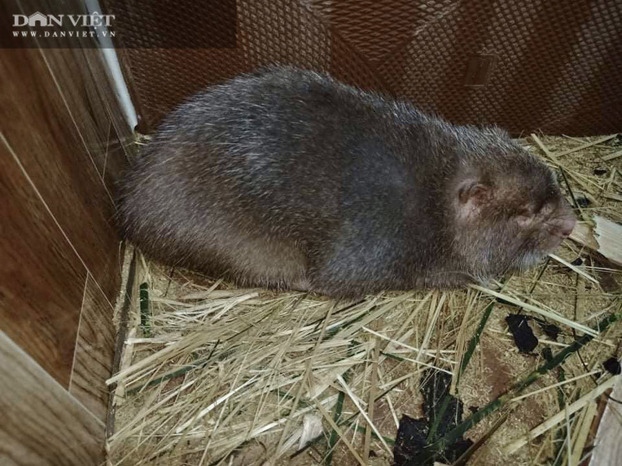 Dúi là động vật rừng hoang dã, dễ nuôi, chi phí đầu tư ít, nhanh thu hồi vốn và lợi nhuận cao. Dúi là động vật rừng hoang dã, dễ nuôi, chi phí đầu tư ít, nhanh thu hồi vốn và lợi nhuận cao.