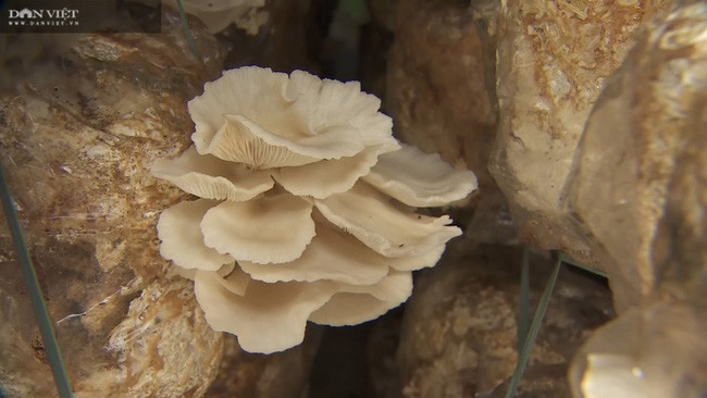 Mỗi tháng anh Nhi thu hoạch khoảng 1,8 tấn nấm bào ngư, có giá dao động từ 35.000-45.000 đồng/kg, vào ngày rằm, mùng 1 hoặc lễ Tết là 60.000-80.000 đồng/kg.