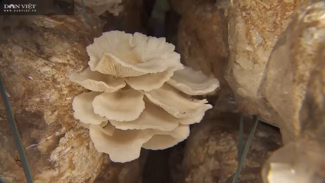 Mỗi tháng anh Nhi thu hoạch khoảng 1,8 tấn nấm bào ngư, có giá dao động từ 35.000-45.000 đồng/kg, vào ngày rằm, mùng 1 hoặc lễ Tết là 60.000-80.000 đồng/kg.