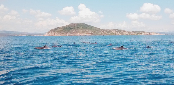 Đàn cá heo vào gần bờ biển Phú Yên - Ảnh: BÙI NGỌC LƯƠNG