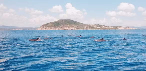 Đàn cá heo vào gần bờ biển Phú Yên - Ảnh: BÙI NGỌC LƯƠNG