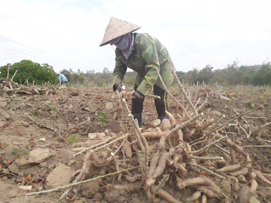 Người dân huyện Krông Pa thu hoạch mì. Ảnh: Lê Nam 