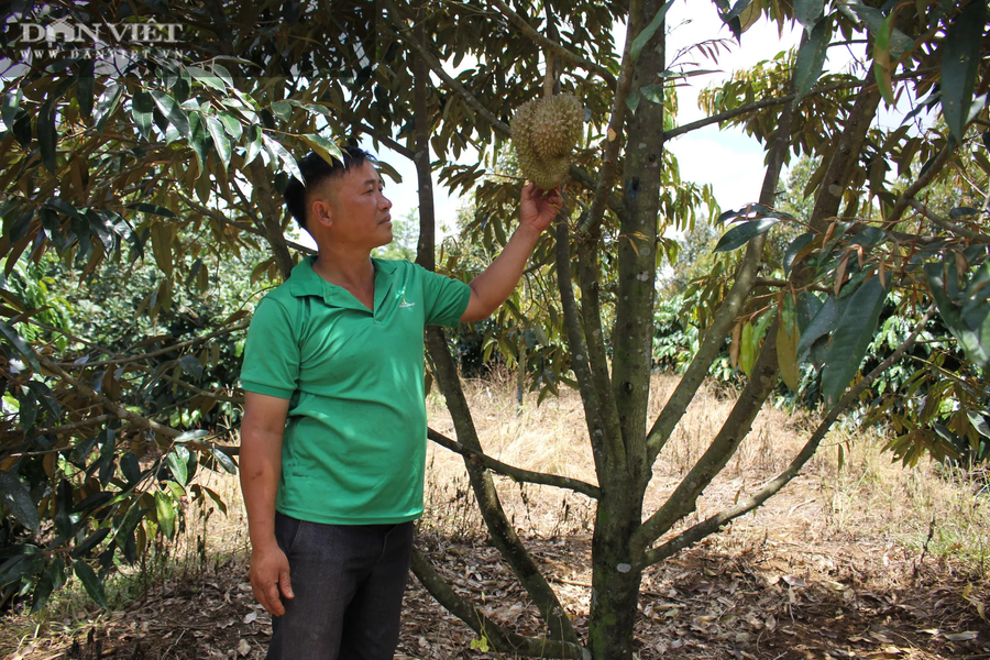 Những cây sầu riêng trong vườn trồng xen canh của anh Phạm Văn Khang cho thu năm đầu tiên. (Ảnh: PL)