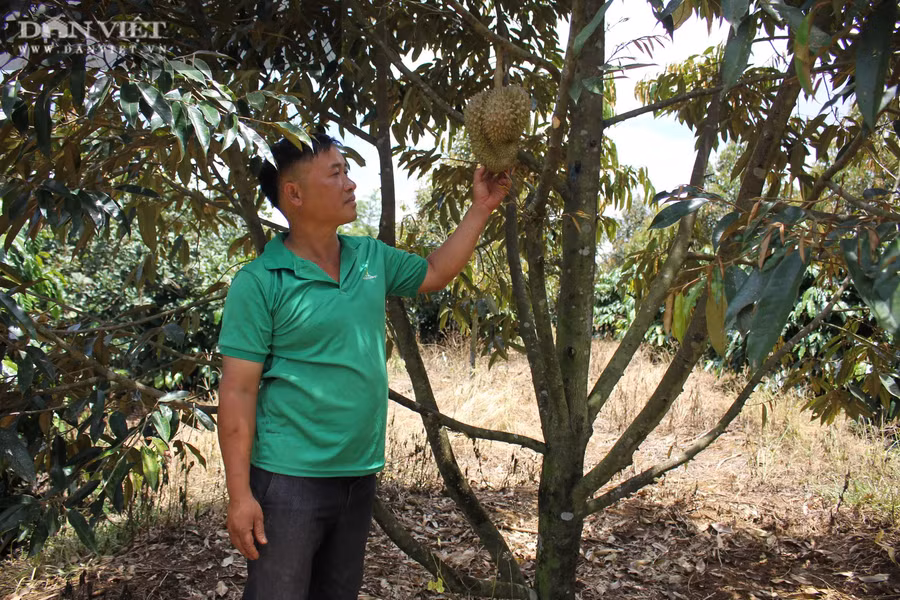 Những cây sầu riêng trong vườn trồng xen canh của anh Phạm Văn Khang cho thu năm đầu tiên. (Ảnh: PL)