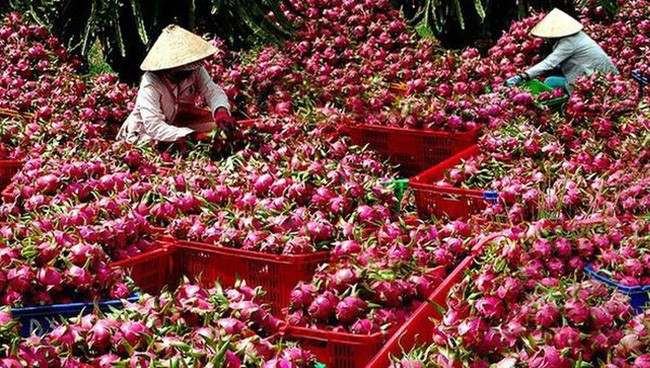 Xuất khẩu thanh long giảm mạnh trong 8 tháng đầu năm 2020. Ảnh: I.T Xuất khẩu thanh long giảm mạnh trong 8 tháng đầu năm 2020. Ảnh: I.T