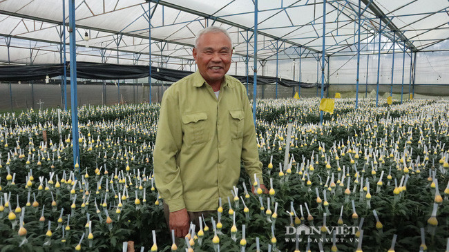 Ông Trần Ngọc Hòa, lão nông được xem là người tiên phong trồng hoa cúc tại Tổ dân phố Măng Line, phường 7, TP Đà Lạt, tỉnh Lâm Đồng.