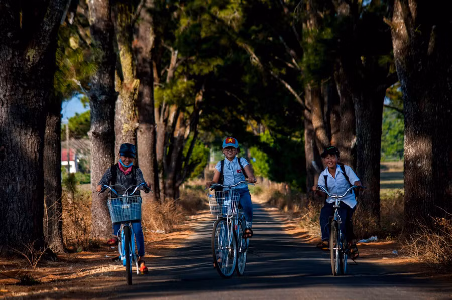 “Hàng thông trăm tuổi” nằm trong đường chạy Giải Việt dã Báo Tiền Phong. (Ảnh nguồn Internet)