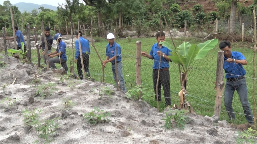 Đoàn viên, thanh niên xã Ia Khươl (huyện Chư Păh) rào rẫy mì trồng để gây quỹ. Ảnh: Hà Đức Thành