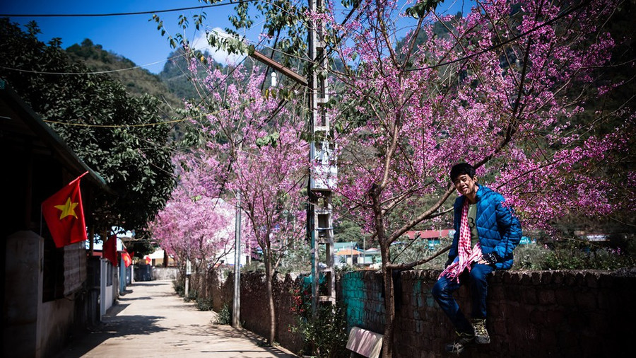 Hoa mai anh đào ở Mộc Châu - Ảnh: NVCC