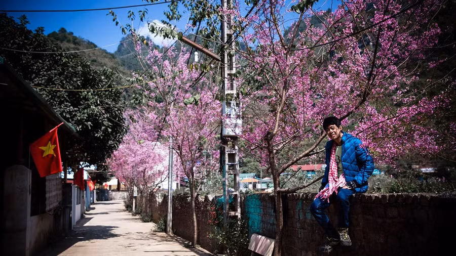 Hoa mai anh đào ở Mộc Châu - Ảnh: NVCC