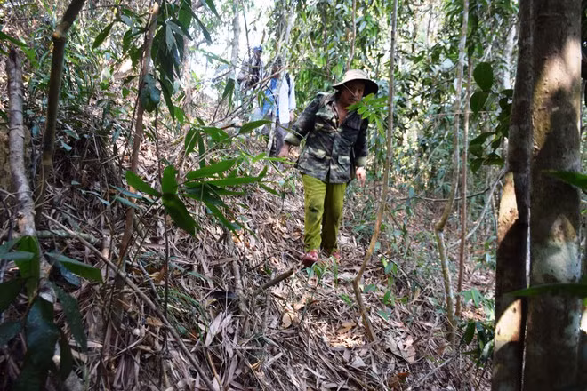 Luồn sâu vào rừng, vạch từng bụi cây để tìm nấm lim xanh ẢNH: MẠNH CƯỜNG
