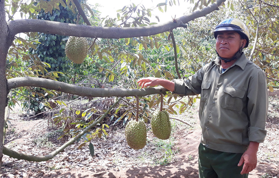  Vườn sầu riêng của gia đình ông Đặng Văn Kích (thôn Đại An 2, xã Ia Khươl, huyện Chư Păh) đang vụ thu hoạch. Ảnh: H.P