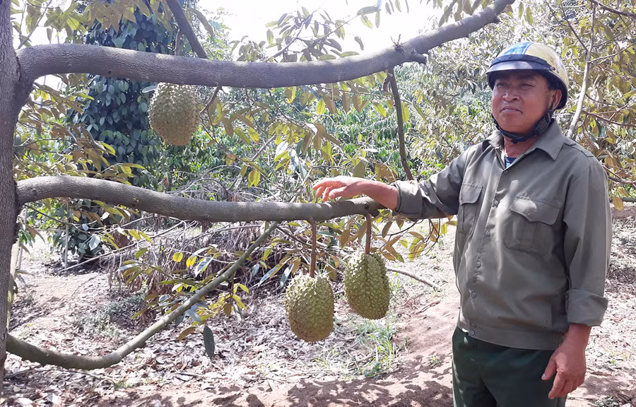  Vườn sầu riêng của gia đình ông Đặng Văn Kích (thôn Đại An 2, xã Ia Khươl, huyện Chư Păh) đang vụ thu hoạch. Ảnh: H.P