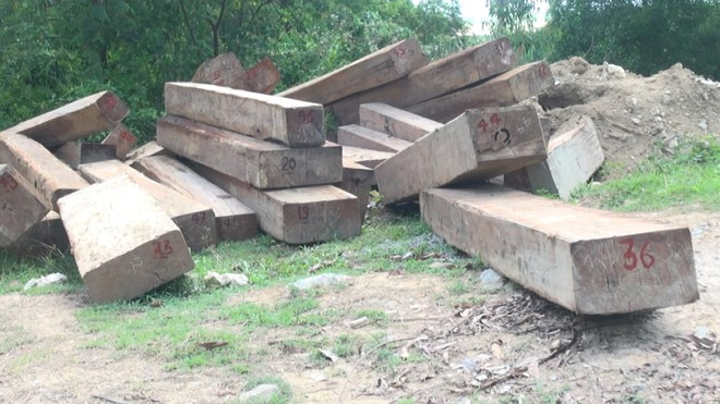 Gỗ lậu đang được tạm giữ tại Ban quản lý rừng phòng hộ Sông Hinh ẢNH: ĐỨC HUY