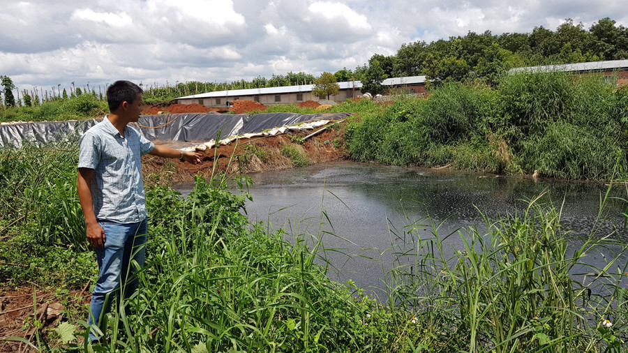 Hố xử lý của trại heo gặp sự cố khiến nước thải chảy ra ngoài môi trường. Ảnh: Văn Ngọc
