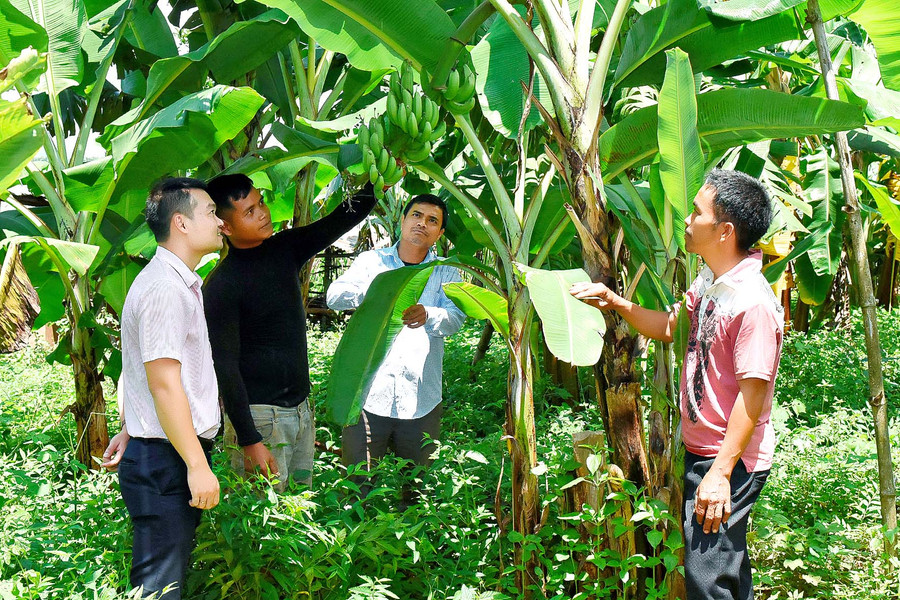Cán bộ Phòng Giao dịch Ngân hàng CSXH huyện Mang Yang tham quan vườn chuối của một hộ vay vốn. 9. Cán bộ Phòng Giao dịch Ngân hàng CSXH huyện Mang Yang tham quan vườn chuối của một hộ vay vốn.
