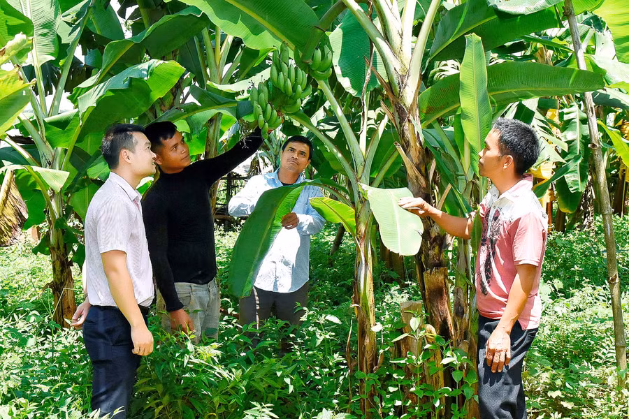 9. Cán bộ Phòng Giao dịch Ngân hàng CSXH huyện Mang Yang tham quan vườn chuối của một hộ vay vốn. 