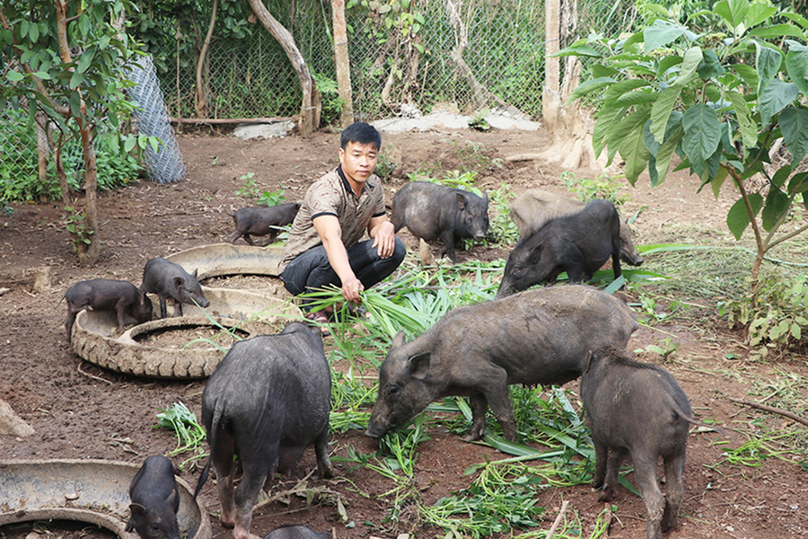 Anh Hoàng Ngọc Băng (làng Mơ Hven-Ôr, xã Kông Lơng Khơng, huyện Kbang) chăm sóc đàn heo đen. Ảnh: An Phát Anh Hoàng Ngọc Băng (làng Mơ Hven-Ôr, xã Kông Lơng Khơng, huyện Kbang) chăm sóc đàn heo đen bản địa của gia đình. Ảnh: A.P