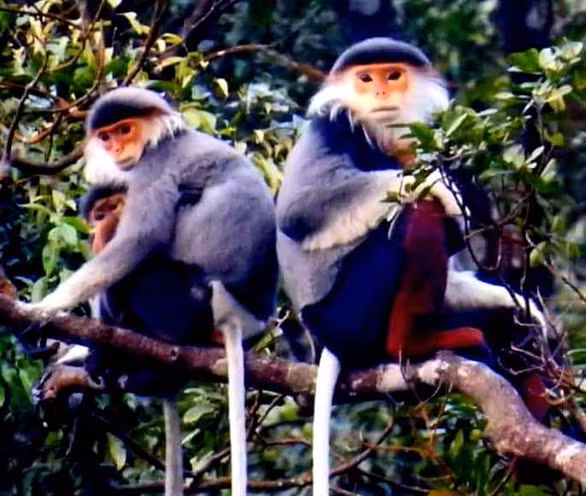  Voọc chà vá chân nâu trên đỉnh Bạch Mã - Ảnh: LÊ MINH