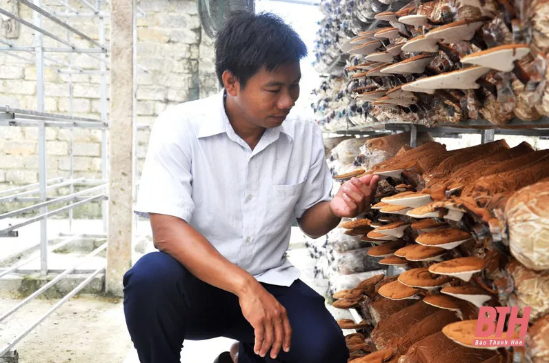 Nấm Linh chi, một trong những loại nấm quý được trồng tại HTX Trúc Phượng.