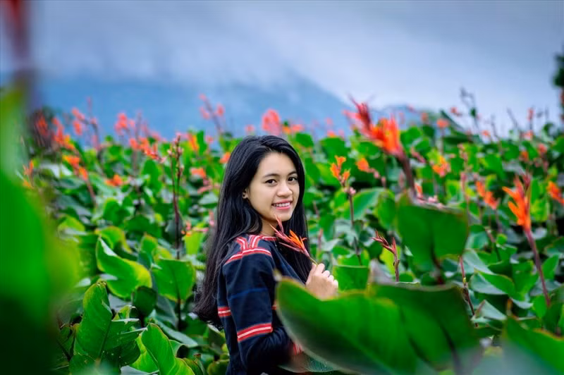 Thiếu nữ bên hoa dong riềng ở Chư Đang Ya (huyện Chư Păh). Ảnh: INTERNET