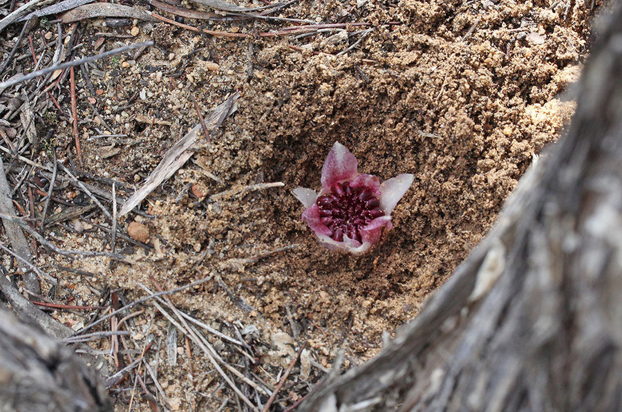 Hoa lan nở trong lòng đất - Ảnh: OWAD Environment
