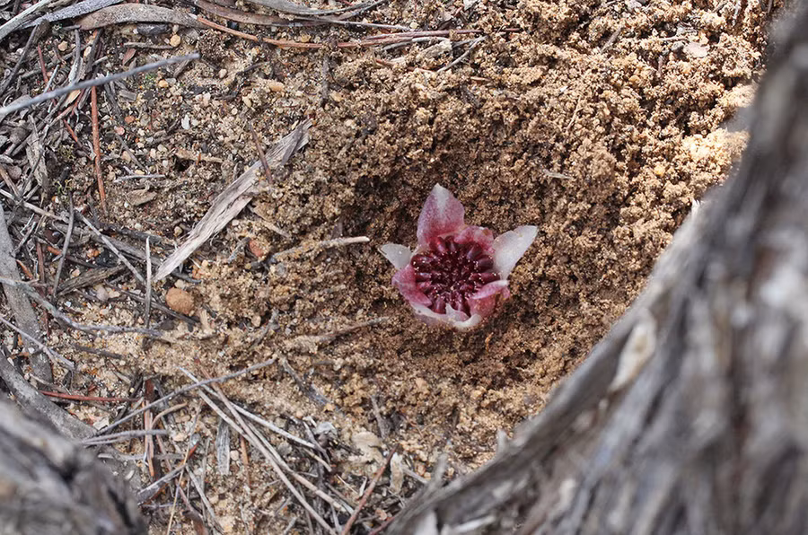 Hoa lan nở trong lòng đất - Ảnh: OWAD Environment