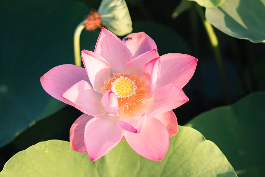 Những bức ảnh về hồ sen Hang Múa cũng thường xuyên xuất hiện trên nhiều hội nhóm chuyên ‘review’ về du lịch. (Ảnh: CTV/Vietnam+)