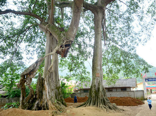 Cây đa cổ thụ ở Quỳnh Sơn
