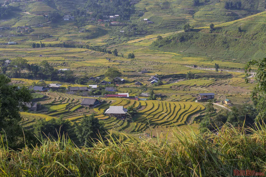  Lúa bắt đầu được cắt ở bản Tả Van. Sang tới bản Tả Van, bạn có thể đi bộ dọc những con đường bê-tông uốn lượn giữa cánh đồng để trải nghiệm khoảnh khắc nhộn nhịp hiếm hoi ở Tả Van trong suốt những ngày dịch bệnh ảm đạm vừa qua.